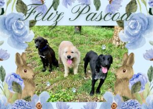Feliz Páscoa! 🐤🐰🪺